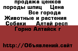 продажа ценков породы шпиц  › Цена ­ 35 000 - Все города Животные и растения » Собаки   . Алтай респ.,Горно-Алтайск г.